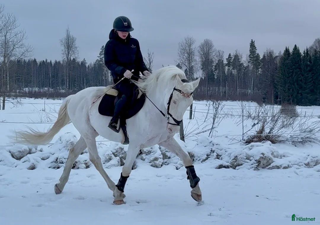 Allround hästar till salu: Trevlig spansk valack  - Annons 1