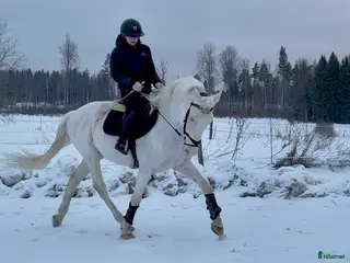 hästar Trevlig spansk valack - Annons 8