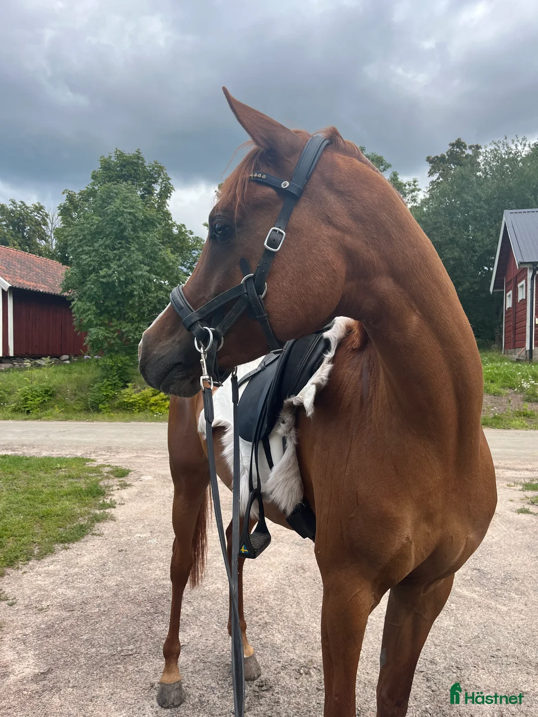 Allround hästar till salu: Personlig herre söker nytt hem!  - Annons 3