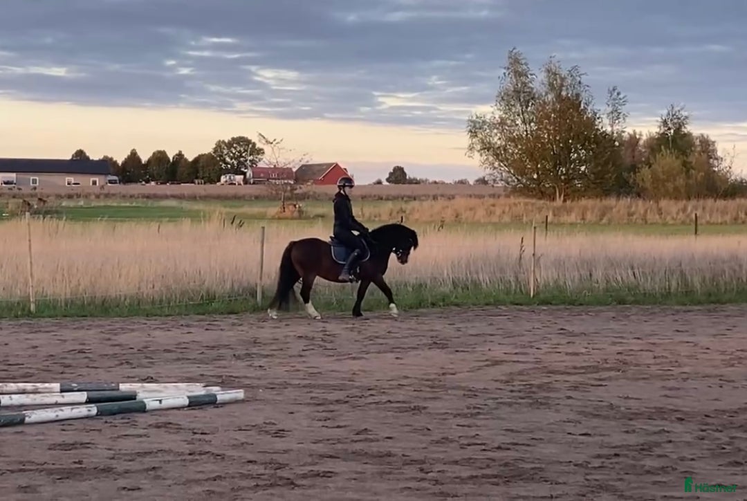 Allround hästar till salu: Snäll kille med utstrålning!  i Vallåkra - Annons 3