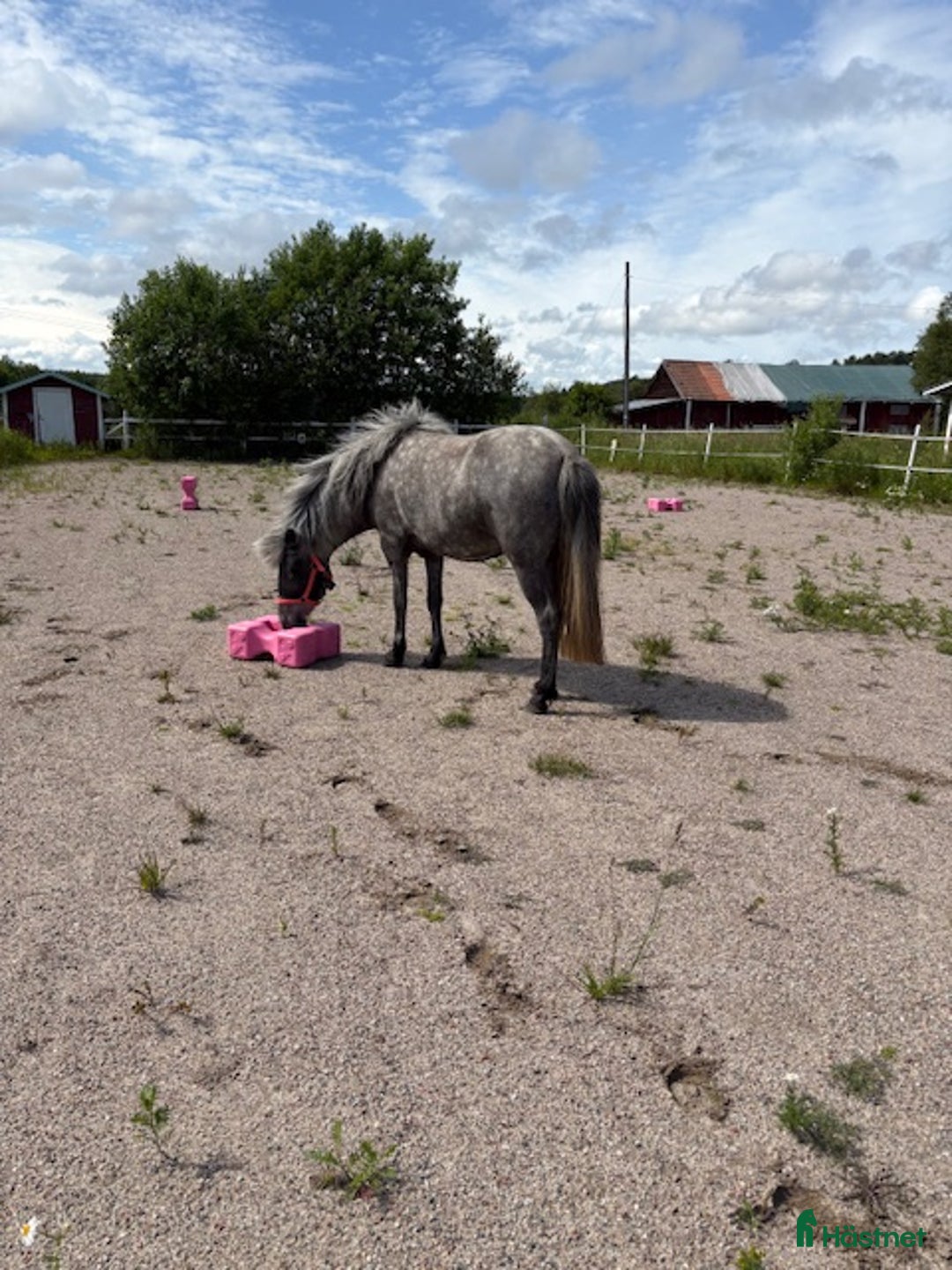 Island hästar till salu: En riktig drömhäst i Matfors - Annons 4