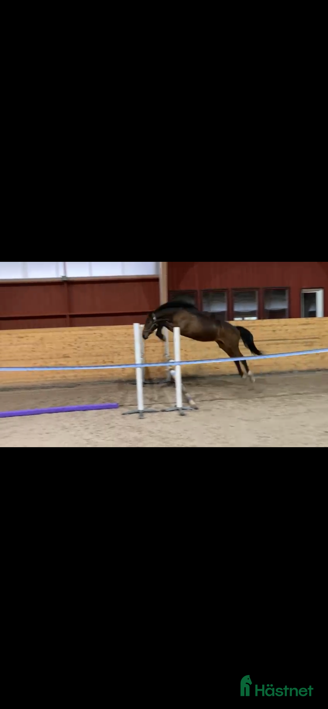 Hoppning hästar till salu: Häst för framtiden - Annons 2