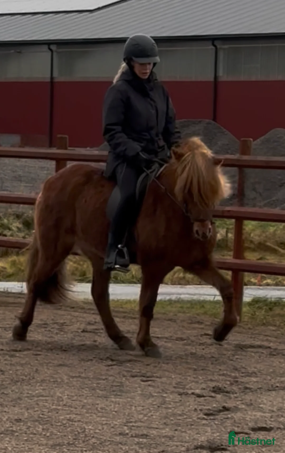 Island hästar till salu: Underbart ungsto! - Annons 2