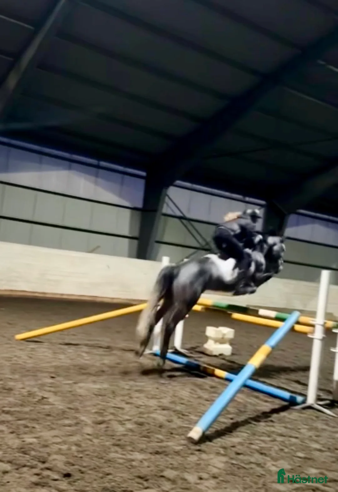 Hoppning hästar till salu: Vakker ponni med stort potensial  - Annons 4