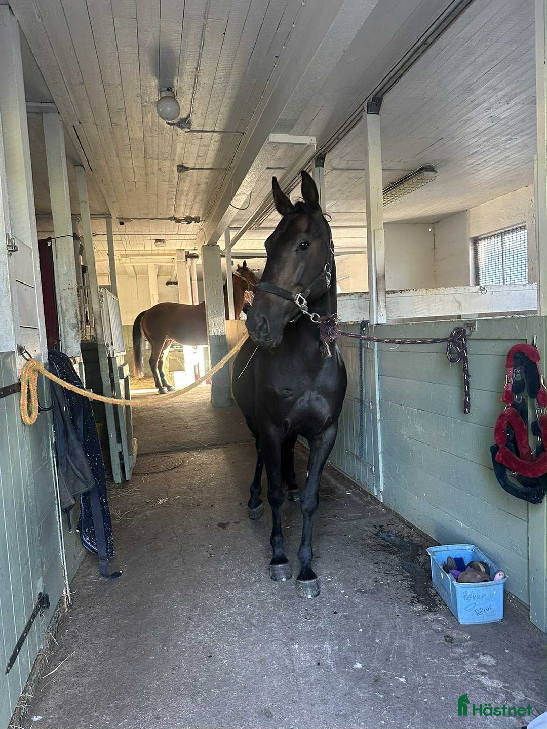 Allround hästar till salu: Mysig varmblodskille med stort hjärta. i Karlshamn - Annons 13