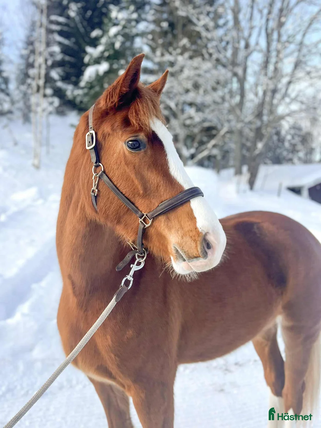 Hoppning hästar till salu: Vackert 3års sto i Bergsjö - Annons 1
