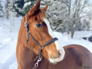 hästar Vackert 3års sto i Bergsjö - Annons 3