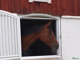 stallplats finnes i Fjärdhundra - Annons 1