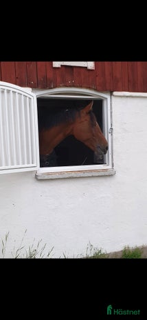 stallplats i Fjärdhundra - Annons 16