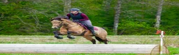 Allround hästar till salu: En ponny som syns i mängden. - Annons 1