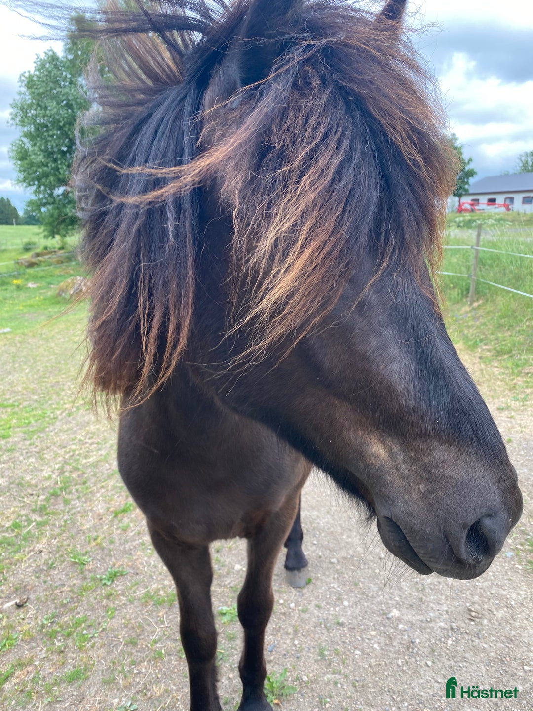 Island hästar till salu: Mycket trevlig unghäst i Älmhult - Annons 2