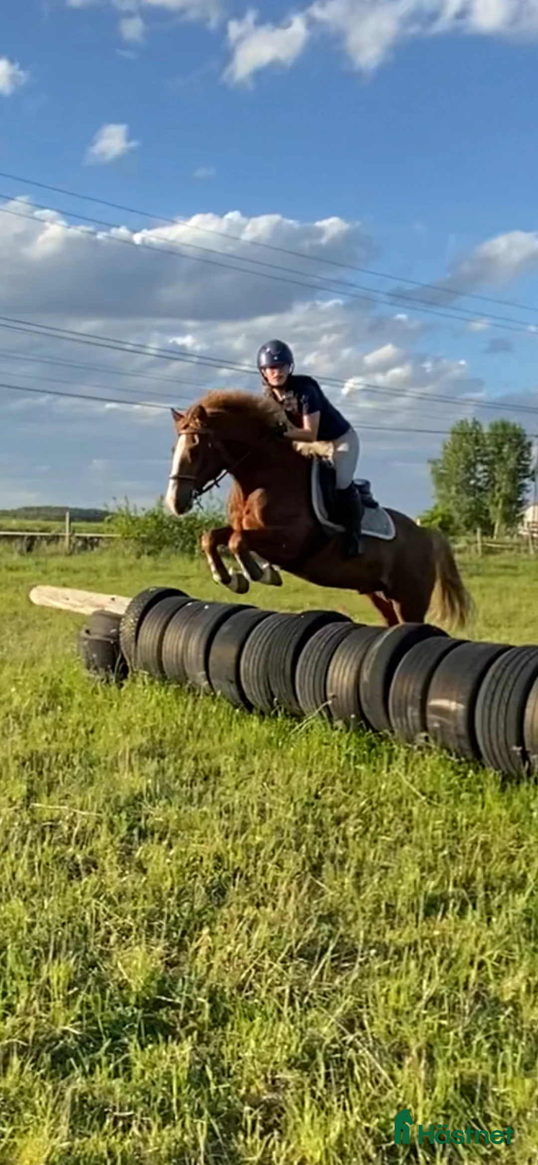  foderhäst sökes: Foderhäst för ev senare köp i Linköping - Annons 1