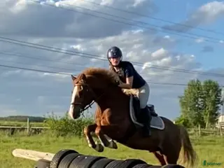 foderhäst Foderhäst för ev senare köp - Annons 10