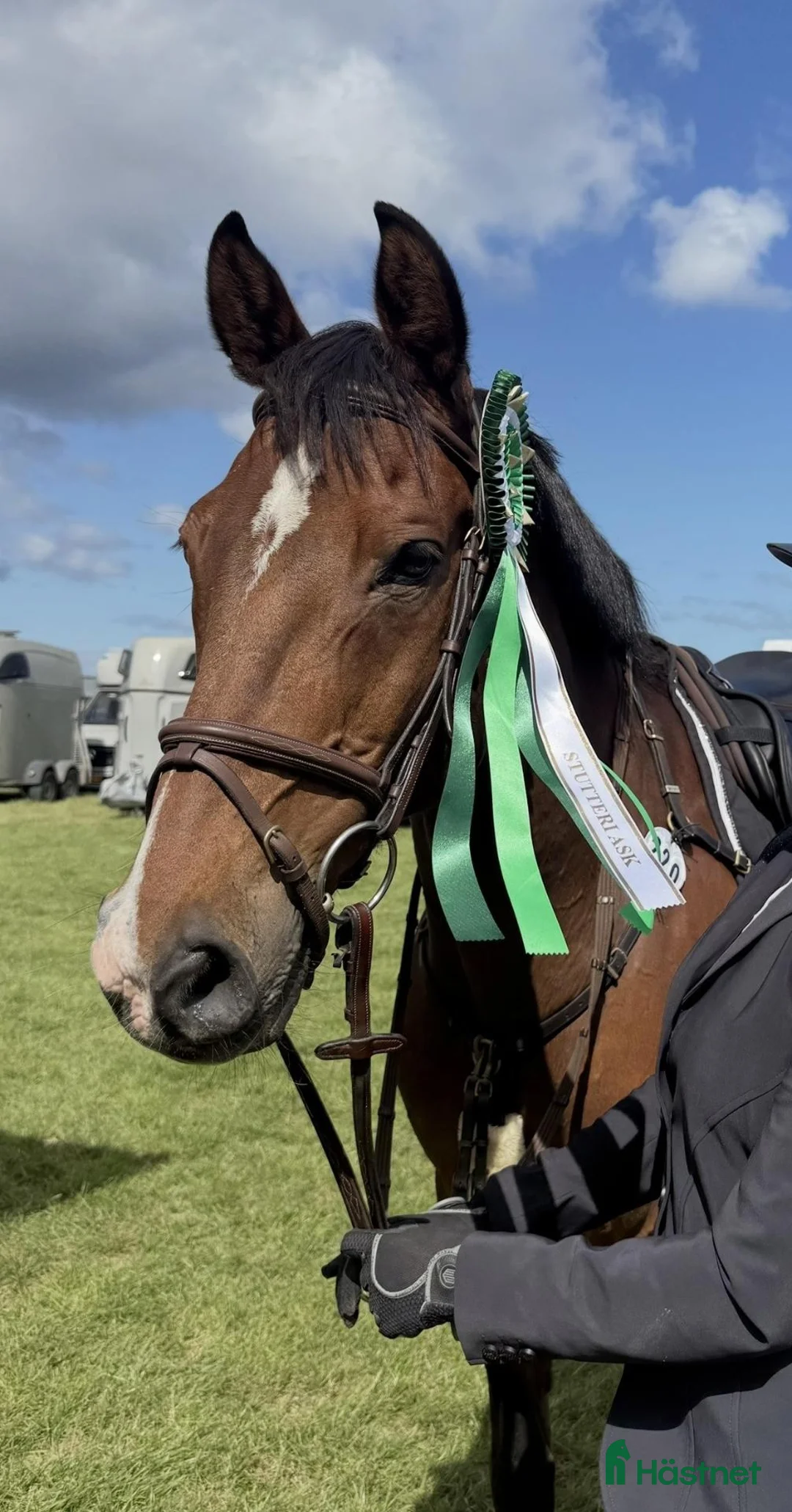 Hoppning hästar till salu: springhest- Oplagt children eller junior emne!  - Annons 1