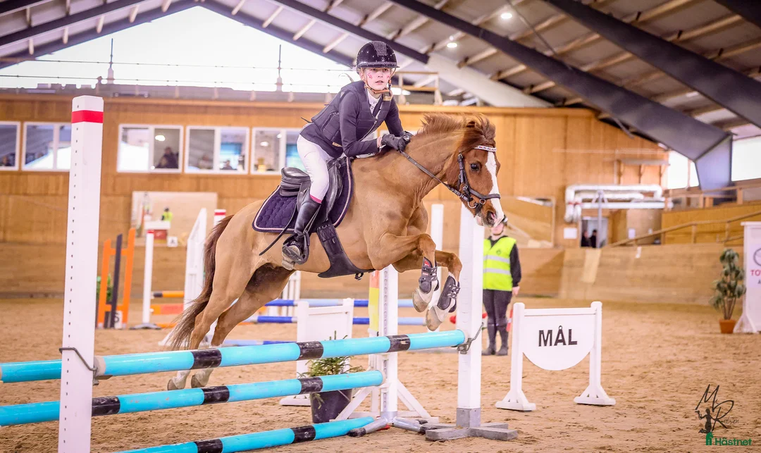 Allround hästar till salu: 🌟 Fantastisk B-ponny söker nytt hem 🌟 - Annons 1