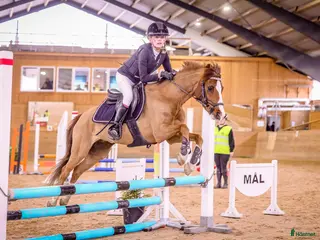 hästar 🌟 Fantastisk B-ponny söker nytt hem 🌟 - Annons 6