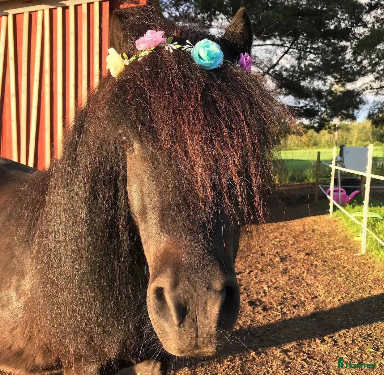  hästar Trevlig shetlandsponny  i Kilafors - Annons 2