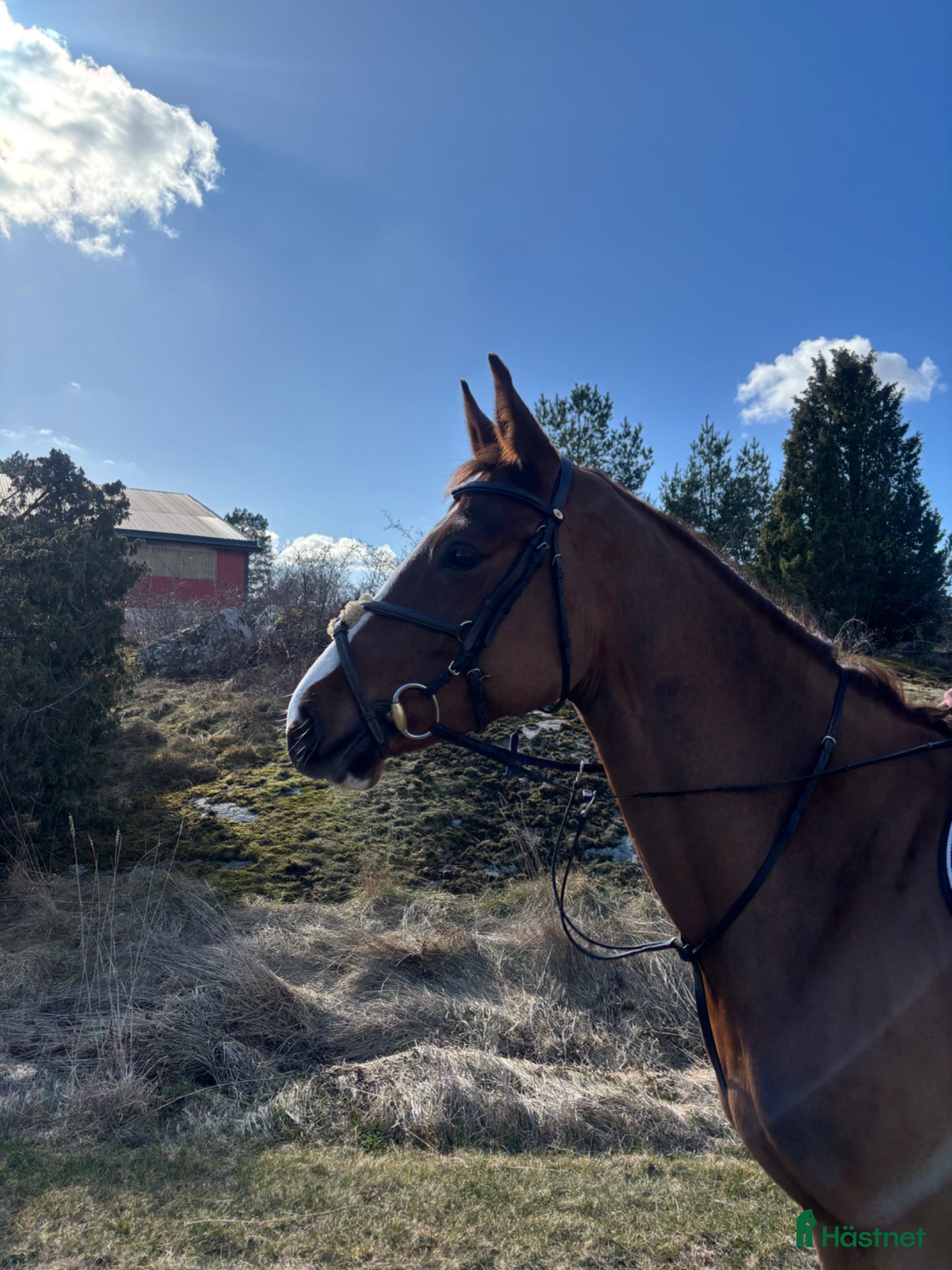 Hoppning hästar till salu: Lovande 5:årigt SWB sto för framtiden  - Annons 1