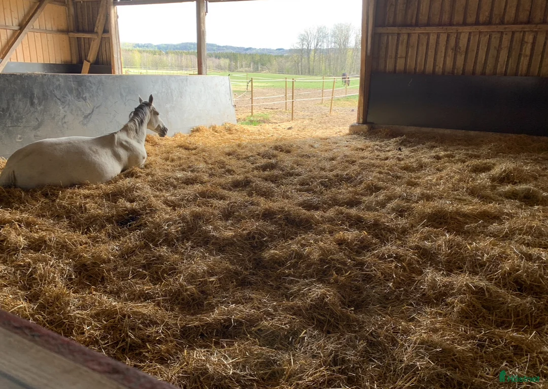  stallplats finnes: Underbar lösdrift!  - Annons 2