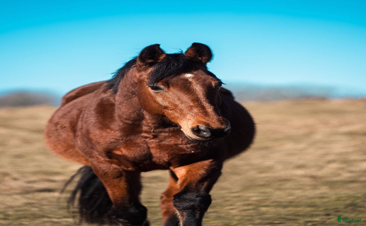  foderhäst i Långås - Annons 1