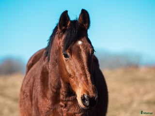 foderhäst Fodervärd sökes till fantastisk SWB-valack i Långås - Annons 14