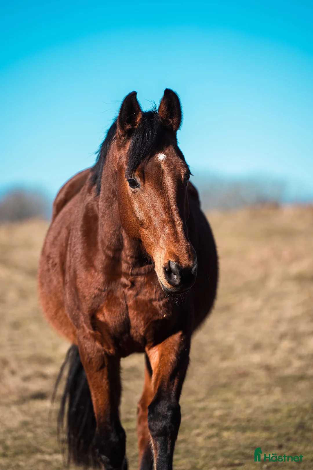  foderhäst finnes: Fodervärd sökes till fantastisk SWB-valack i Långås - Annons 1