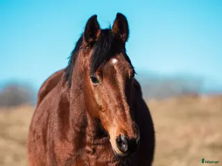 foderhäst Fodervärd sökes till fantastisk SWB-valack i Långås - Annons 16