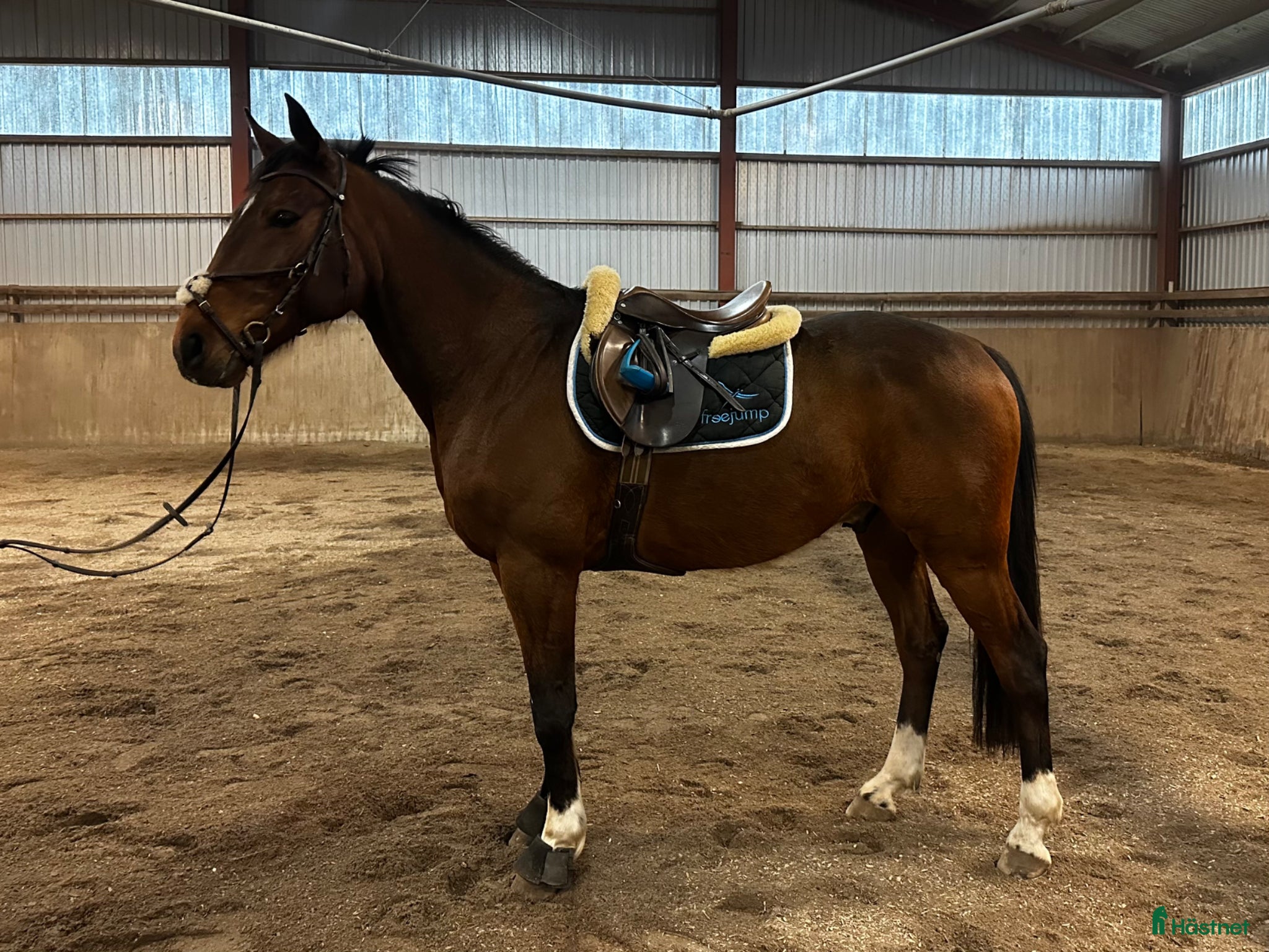  hästar  Ridtravare med mycket rid potential - Annons 18