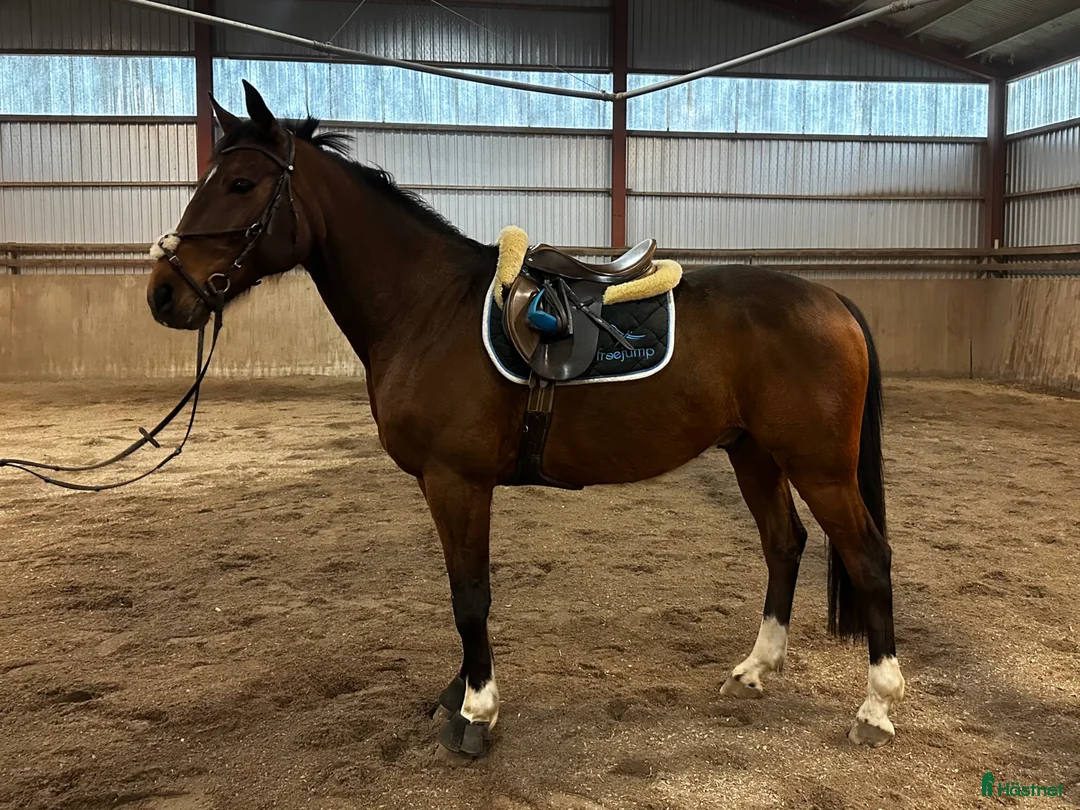 Allround hästar till salu:  Ridtravare med mycket rid potential - Annons 1