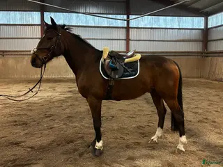 hästar Ridtravare med mycket rid potential - Annons 18