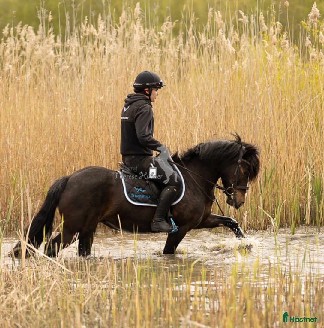 Övrigt hästar till salu: Maxad B-ponny som älskar arbete - och frihet i Vallentuna - Annons 4