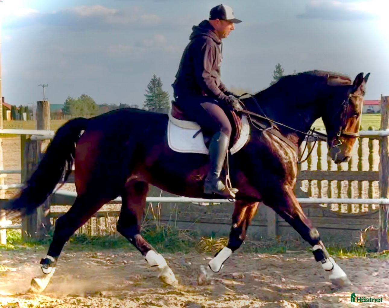  hästar 9-Year-Old Polish Warmblood Gelding – 166 cm - Annons 1