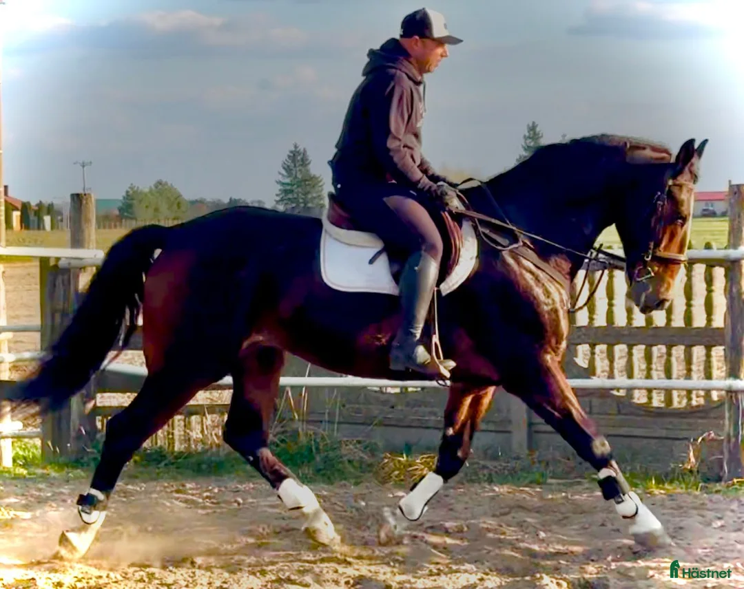 Allround hästar till salu: 9-Year-Old Polish Warmblood Gelding – 166 cm - Annons 1