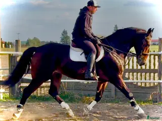 Allround hästar till salu: 9-Year-Old Polish Warmblood Gelding – 166 cm - Annons 1