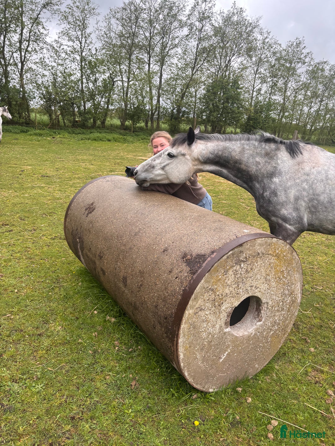 Hoppning hästar till salu: Talented jumping pony - Annons 2