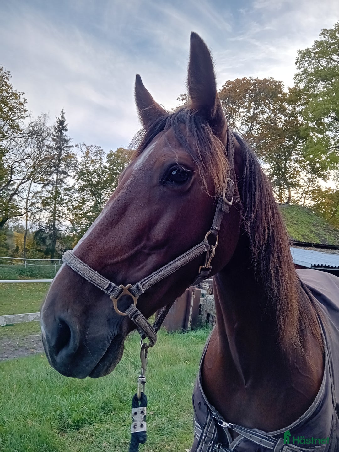 Trav hästar till salu: Starhäst sto 5 år  i Strängnäs - Annons 1