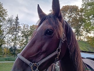 hästar Starhäst sto 5 år i Strängnäs - Annons 12