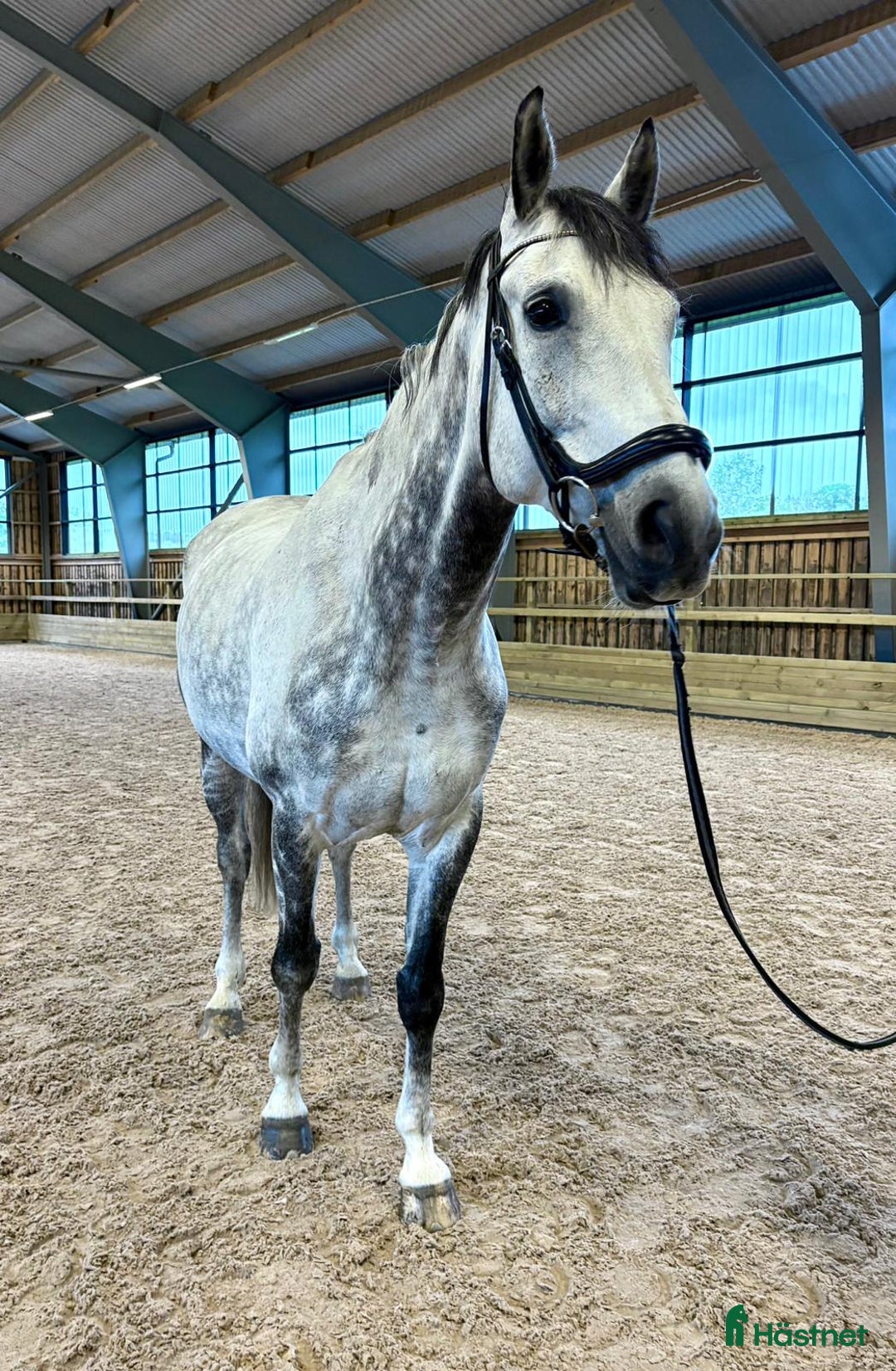 Dressyr hästar till salu: Snygg och trevlig valack med potential i Onsala - Annons 2