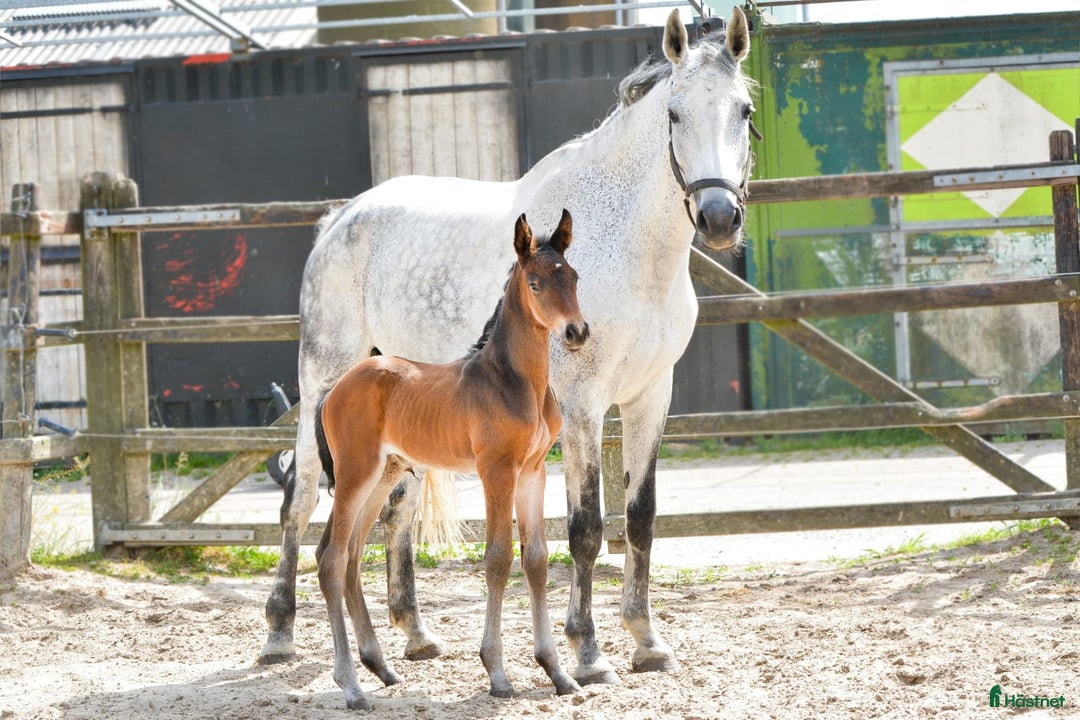 Allround hästar till salu: Min älskade Pärlan 🩷 i Ullared - Annons 10