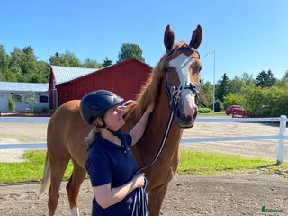 stallplats Stallplats i Innertavle/Umeå i Umeå - Annons 6