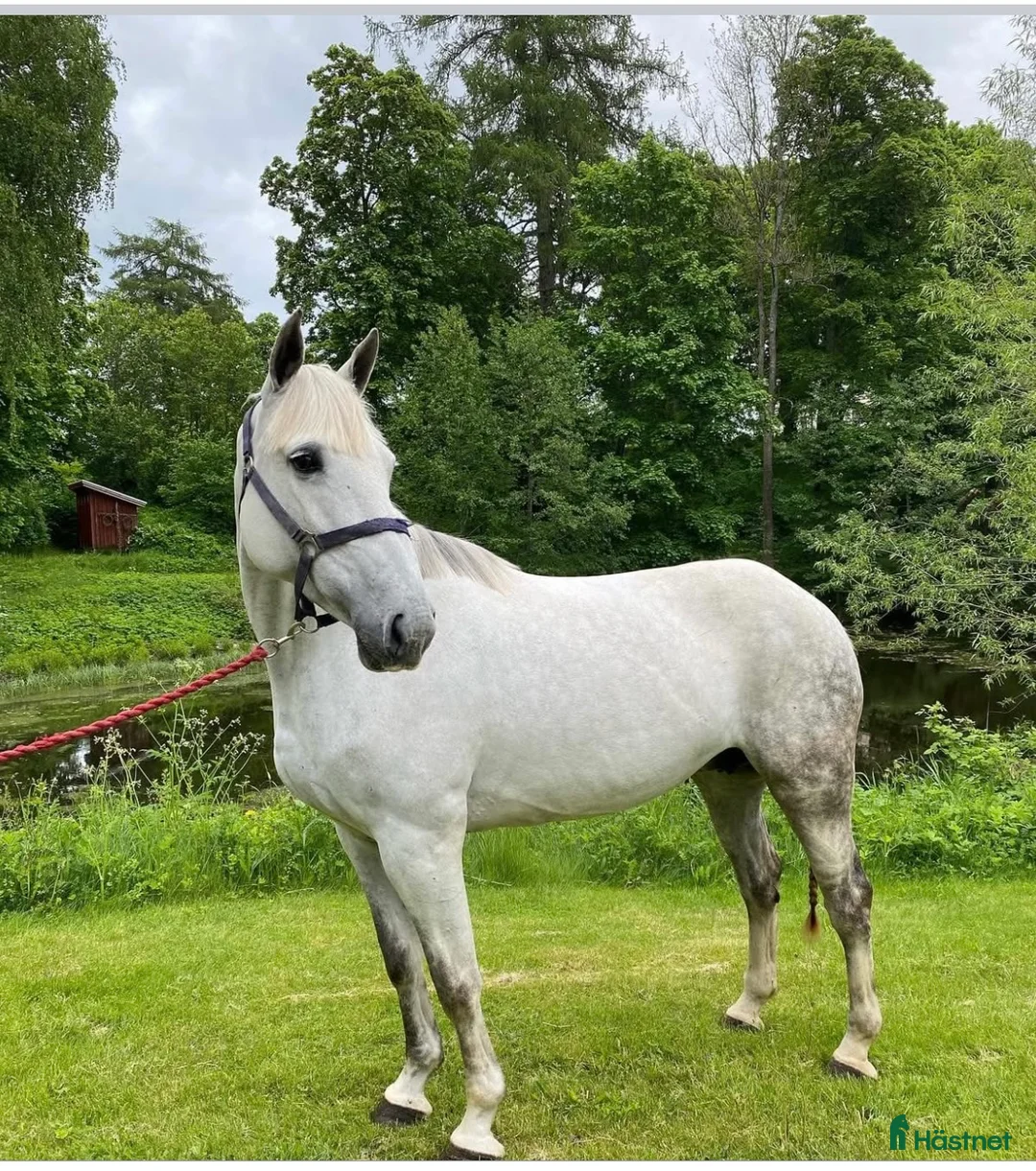 Allround hästar till salu: Trevlig allround häst  - Annons 2