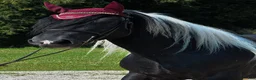 Allround hästar till salu: Marvelous all around gelding - Annons 3