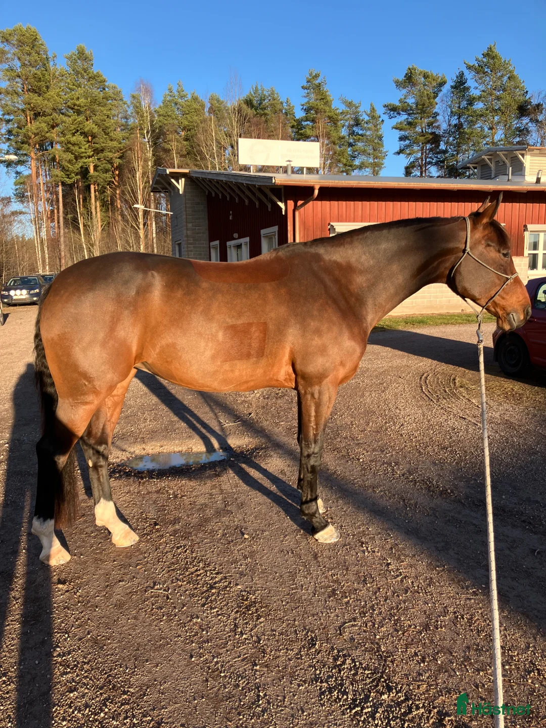 Hoppning hästar till salu: Fint SWB-sto 165 cm i Falun - Annons 1