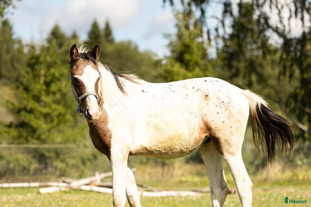  hästar Vacker 1-åring - Pintaloosa sto och hingst - Annons 2