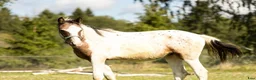 Allround hästar till salu: Vacker 1-åring - Pintaloosa sto och hingst - Annons 2