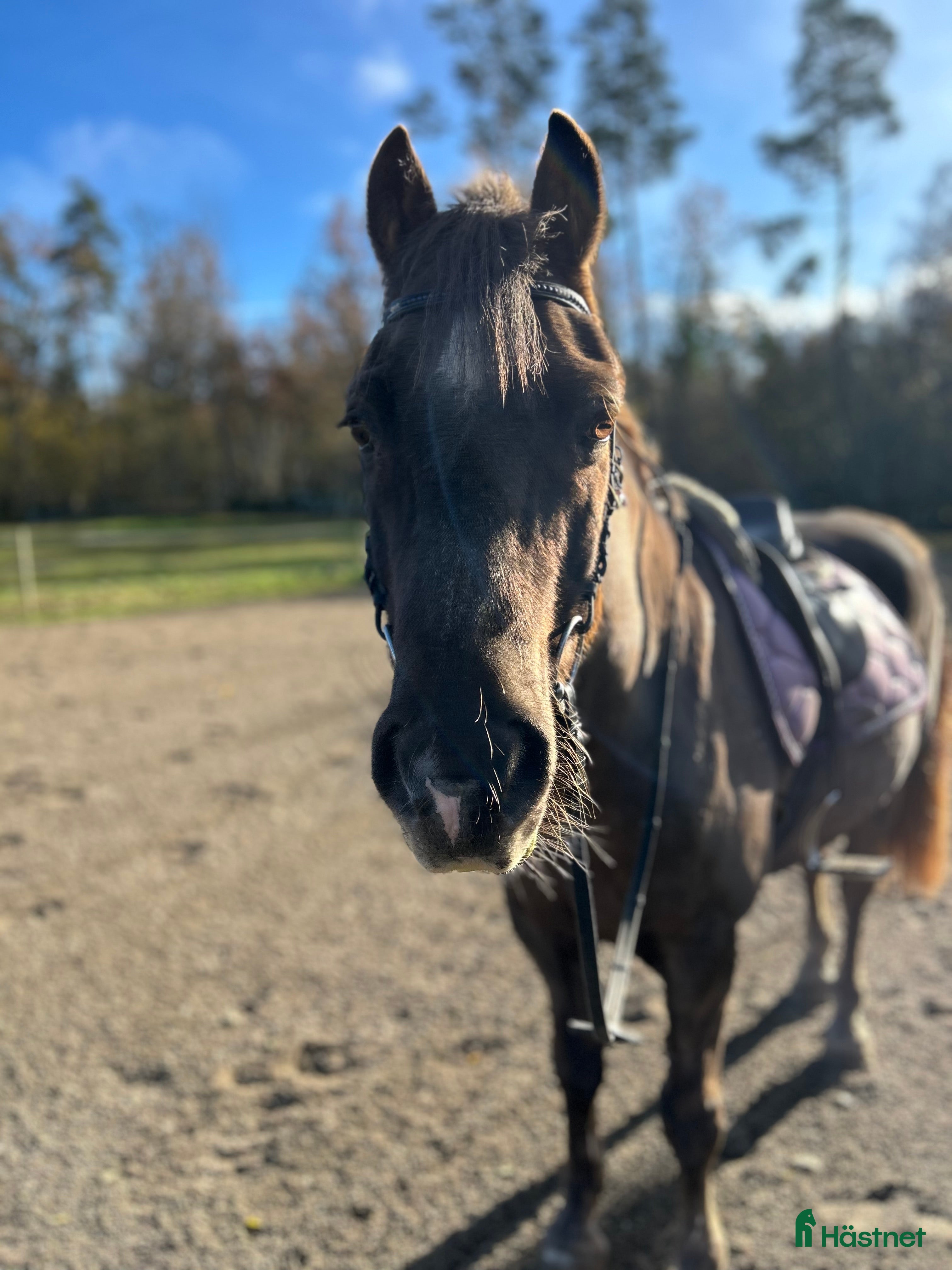  hästar Trevlig allroundkompis - Annons 11