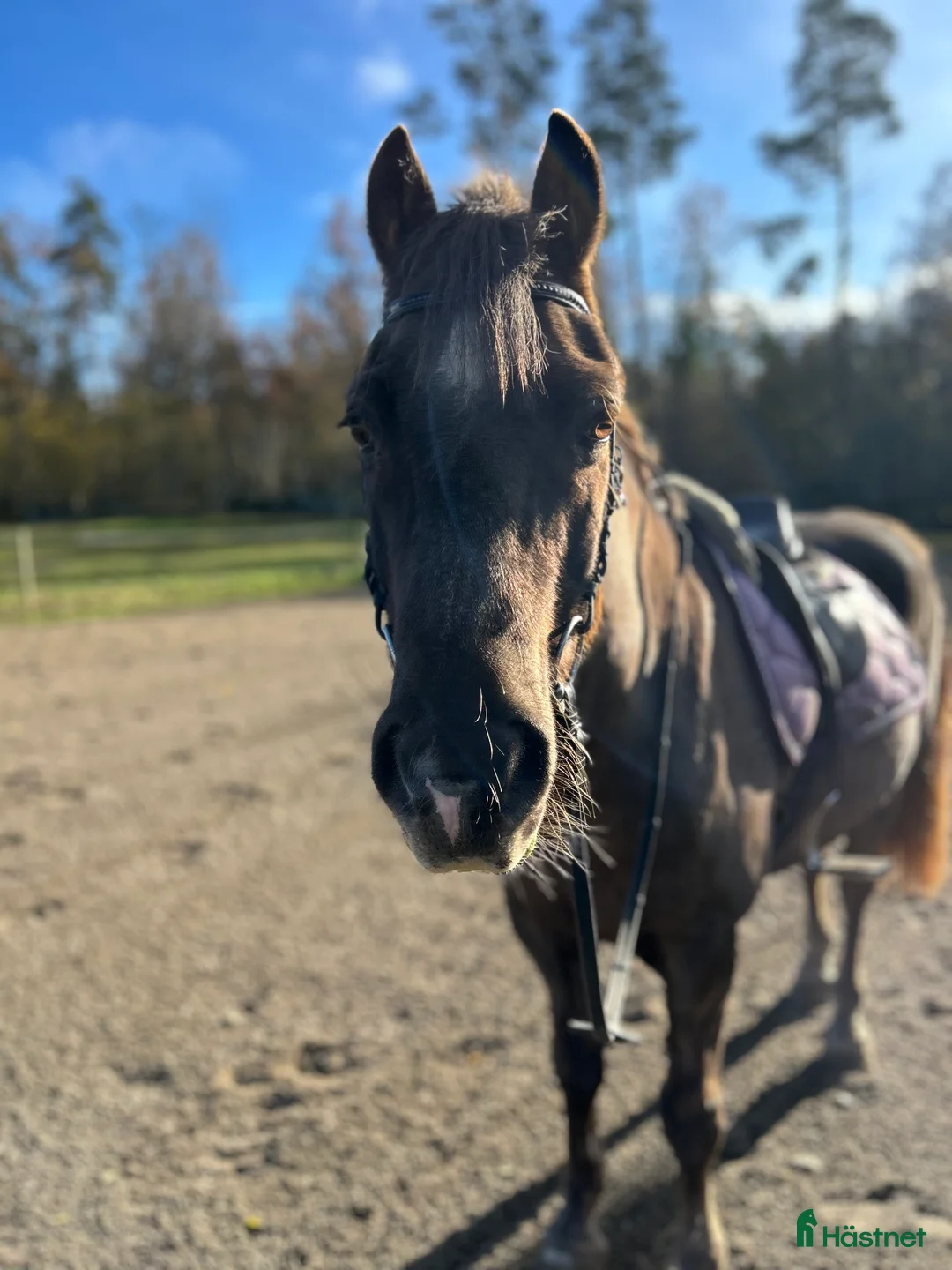 Allround hästar till salu: Trevlig allroundkompis - Annons 1