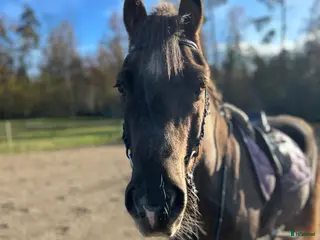 hästar Trevlig allroundkompis - Annons 11