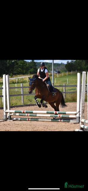  hästar Bästa vännen säljes  i Mellerud - Annons 17