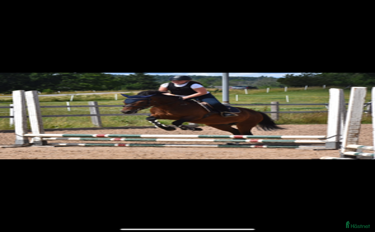  hästar i Mellerud - Annons 2